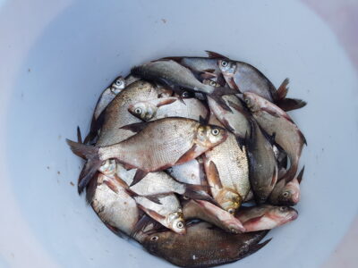 Carp bream ×30