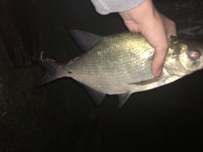 Carp bream, 1.0 kg — Rubikių