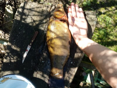 Tench, 2.1 kg