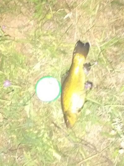 Tench