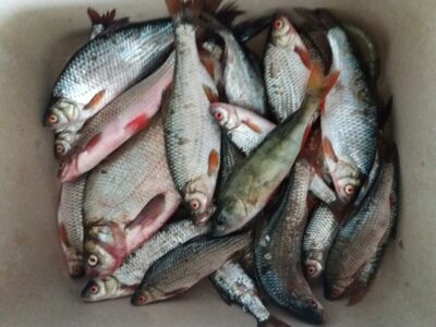 Roach ×20