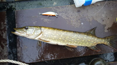 Northern Pike — Arinas