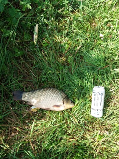 Prussian carp, 1.0 kg