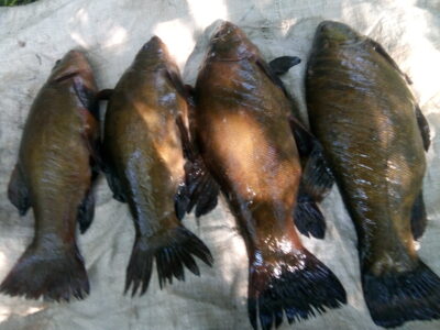 Tench ×4