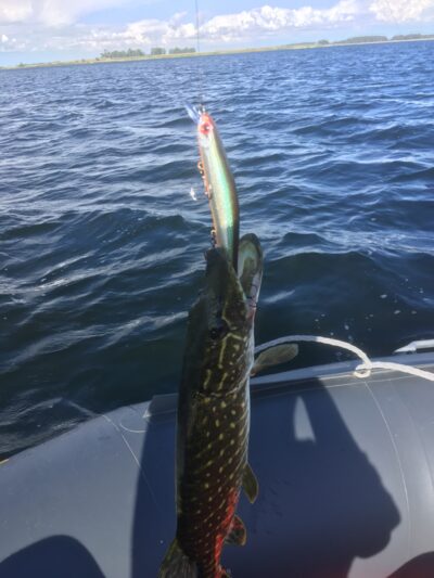 Northern Pike