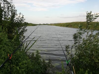 Carp bream