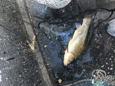 Tench — Kadrėnų