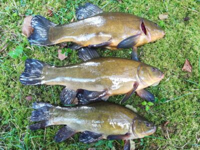Tench ×3