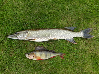 Northern Pike, 1.2 kg — Šventoji