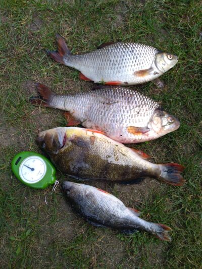 Eurasian perch ×2