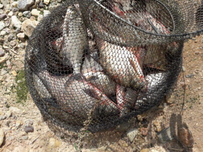 Carp bream