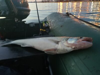 Pike perch, 1.2 kg
