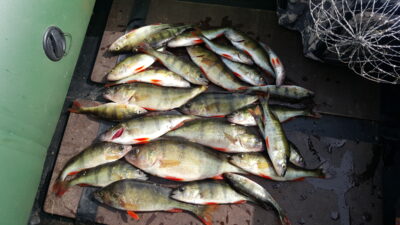 Eurasian perch