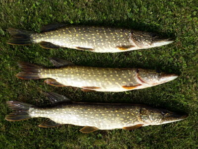 Northern Pike ×3 — Šventoji