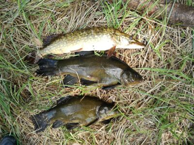 Tench