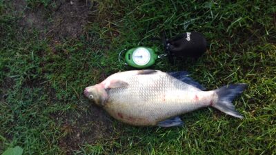 Carp bream, 1.6 kg