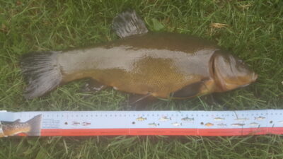 Tench, 2.2 kg