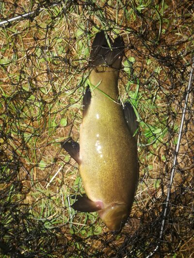 Tench, 0.9 kg