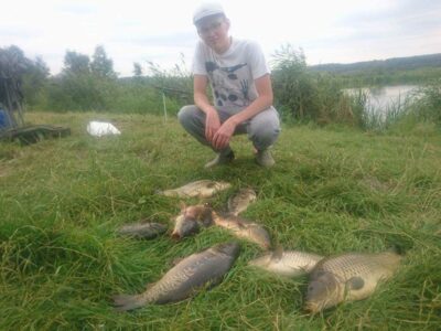 Mirror carp ×8