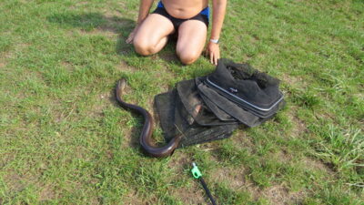 European eel, 1.5 kg