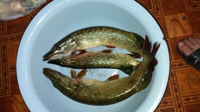 Northern Pike ×3