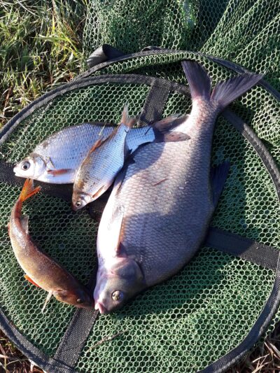 Carp bream, 1.0 kg — Neman River