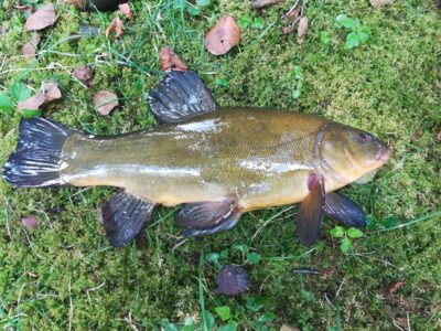 Tench, 0.9 kg