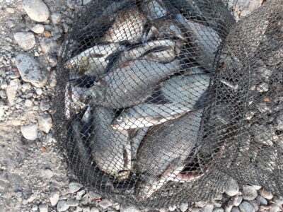 Carp bream ×22