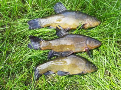 Tench, 2.3 kg