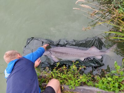 Russian sturgeon, 23.0 kg