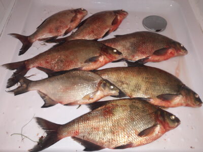 Carp bream, 2.1 kg