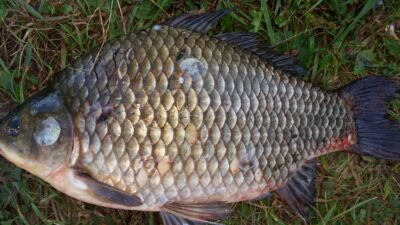 Prussian carp, 2.4 kg