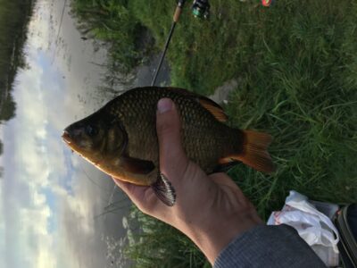 Crucian carp, 0.1 kg — Leliūnų
