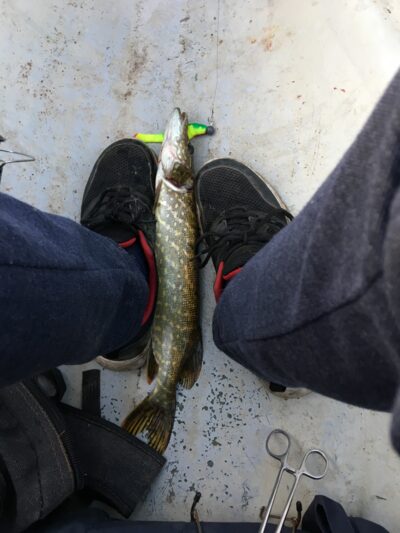Northern Pike, 0.5 kg — Mūšėjus