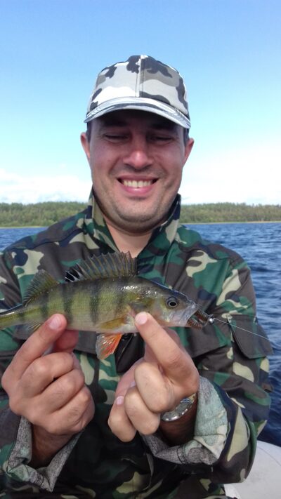 Eurasian perch
