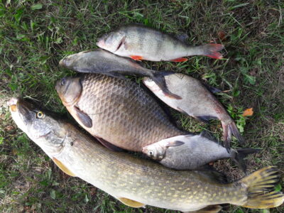 Eurasian perch — Naudvario