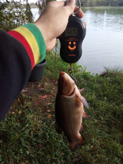 Tench, 0.7 kg