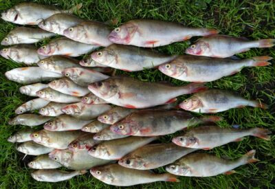 Eurasian perch ×42