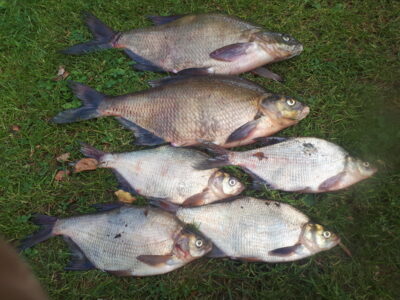 Carp bream ×2