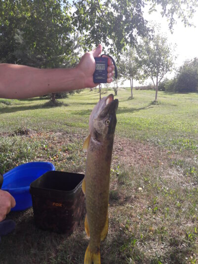 Northern Pike, 2.2 kg — Naudvario