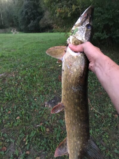 Northern Pike, 2.2 kg — Mūšėjus