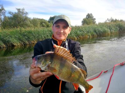 Eurasian perch