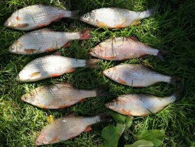Roach ×9