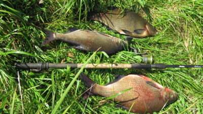 Carp bream ×3
