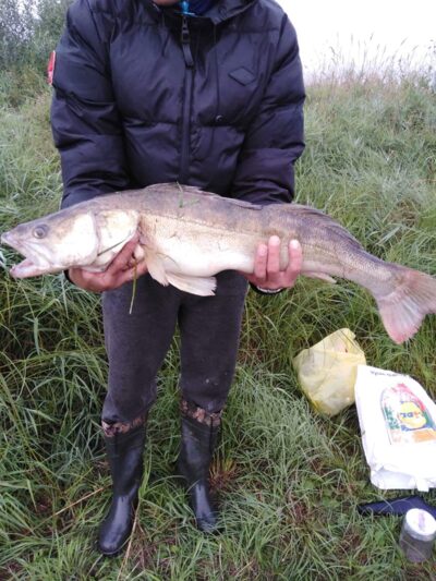 Pike perch, 5.0 kg