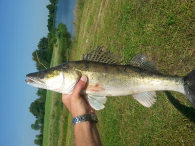 Pike perch, 2.5 kg