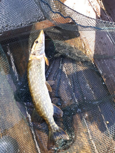 Northern Pike, 1.5 kg — Baltis