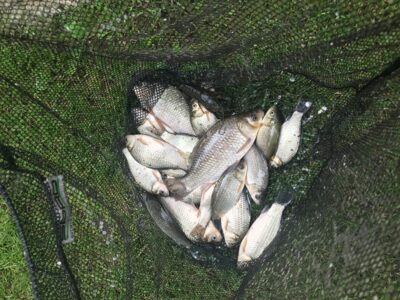 Prussian carp ×24