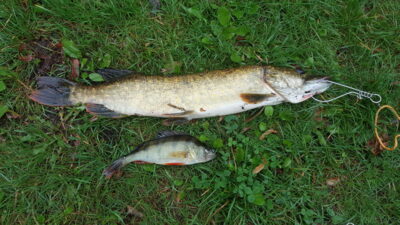 Northern Pike