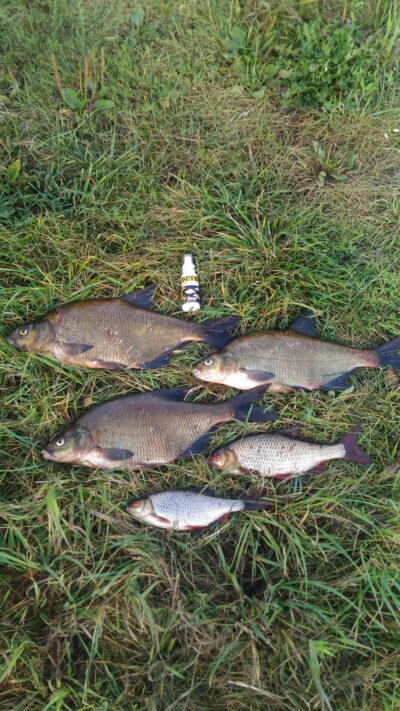 Carp bream ×3 — Mūša